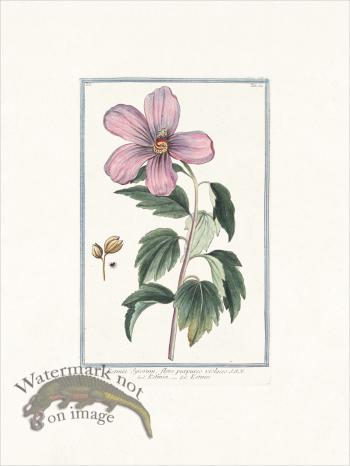 Bonelli 054 Rose of Sharon